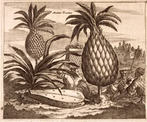 Nagy ananászok termesztése, illusztráció a kínai nagykövetségek leírásából, 1690